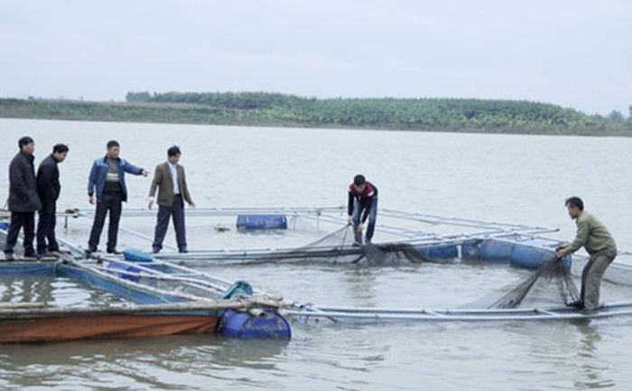 nuôi cá lồng bè